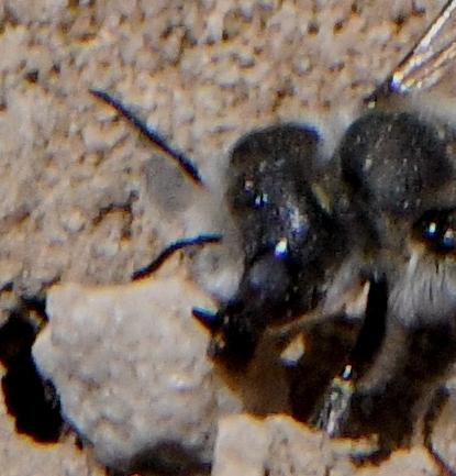 Réf. 232 510 : Hoplitis cristatula